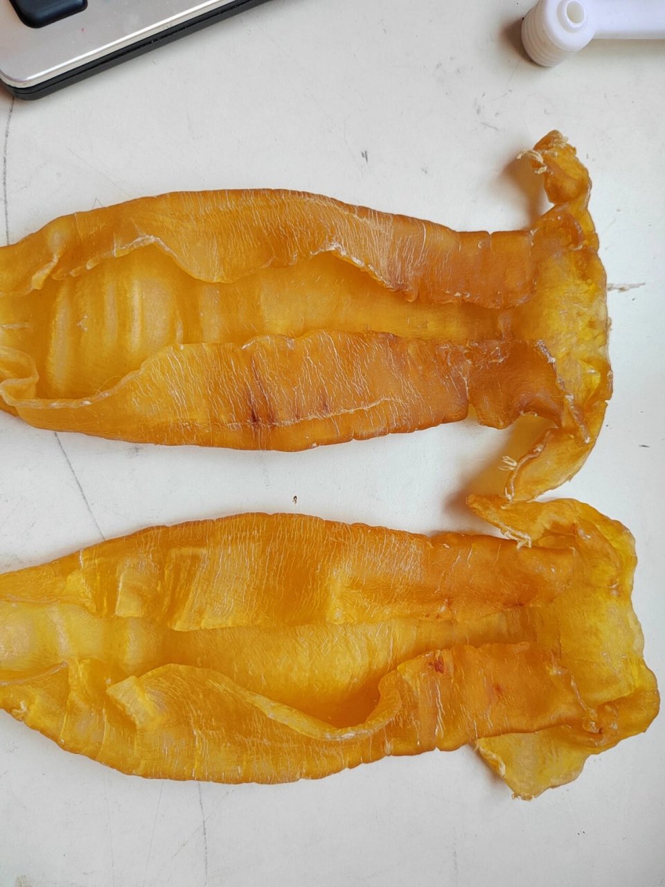 大耳赤嘴胶怎么分公母胶?
