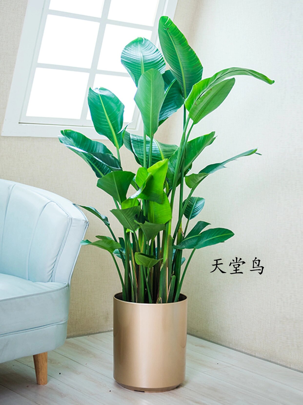 6款适合老板办公室的大绿植