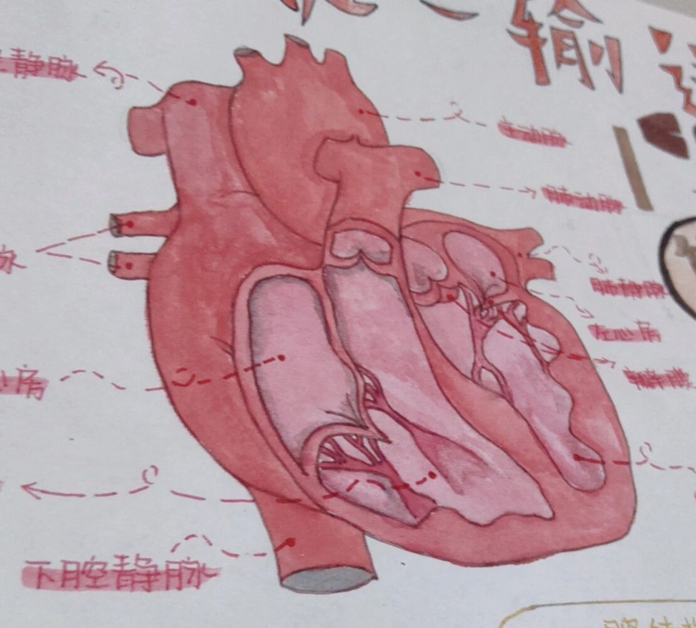 生物关于心脏的手抄报图片