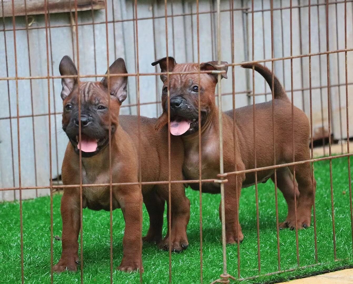 精品正齿川东猎犬 两条都是公狗,性格火爆,成年40-50斤