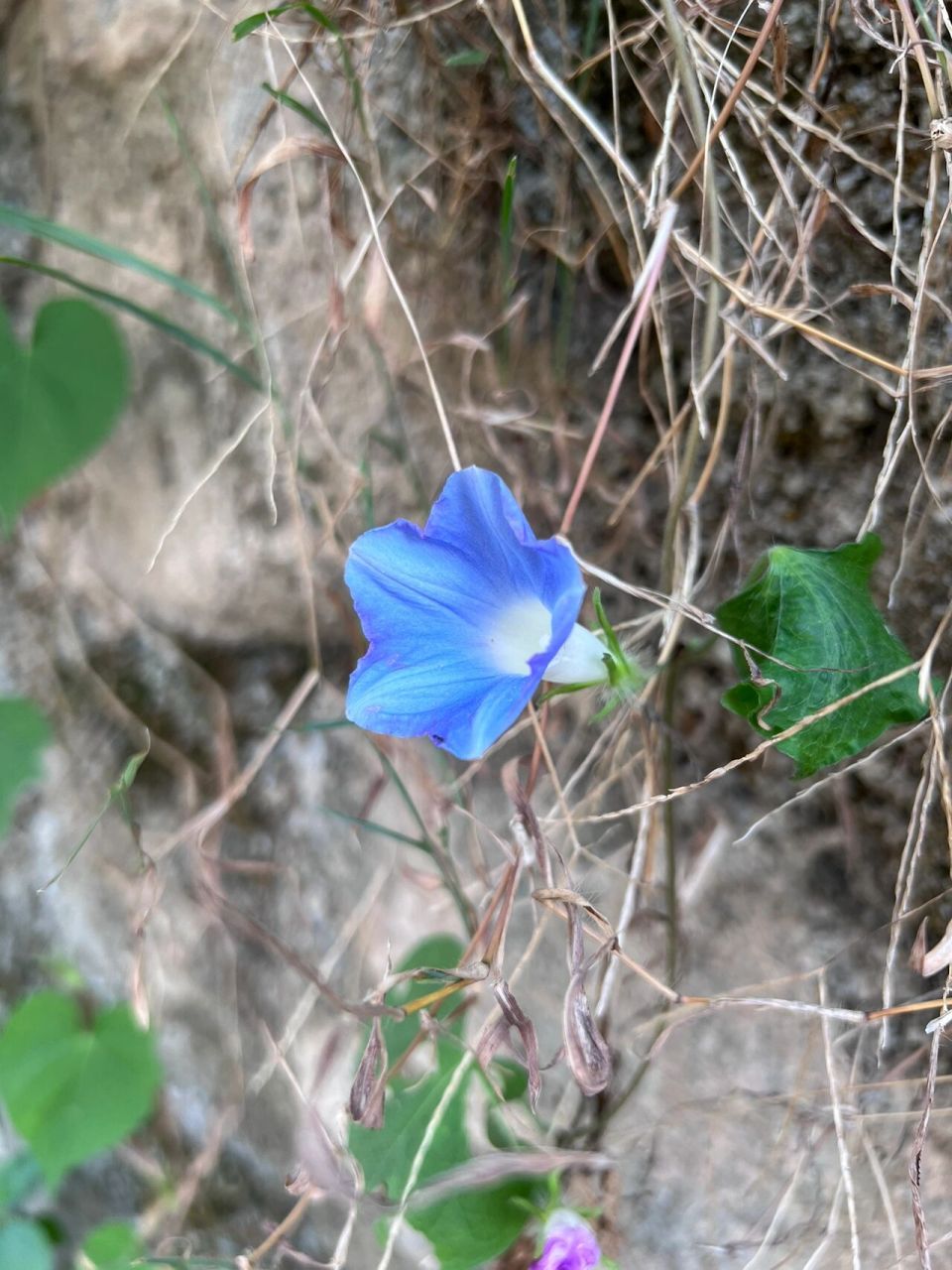 牵牛花花苞像什么图片