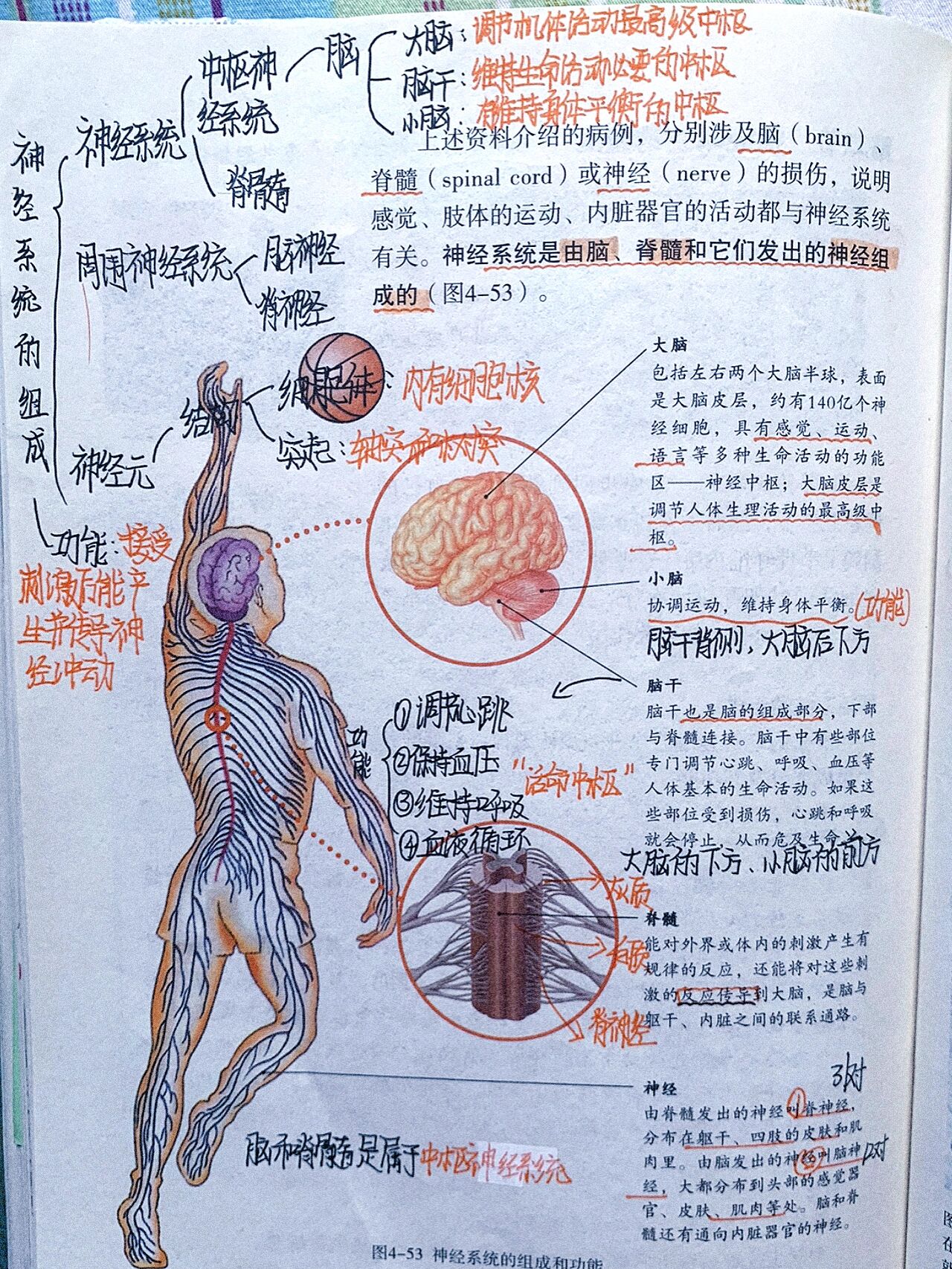 七下生物《神经系统的组成》学习笔记