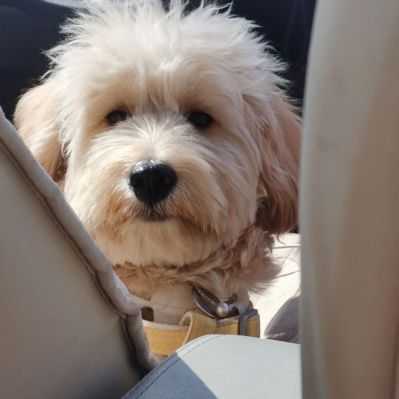 杂种狗狗像金毛,泰迪,西高地 3月份领养的小狗95——柯南,它的妈妈