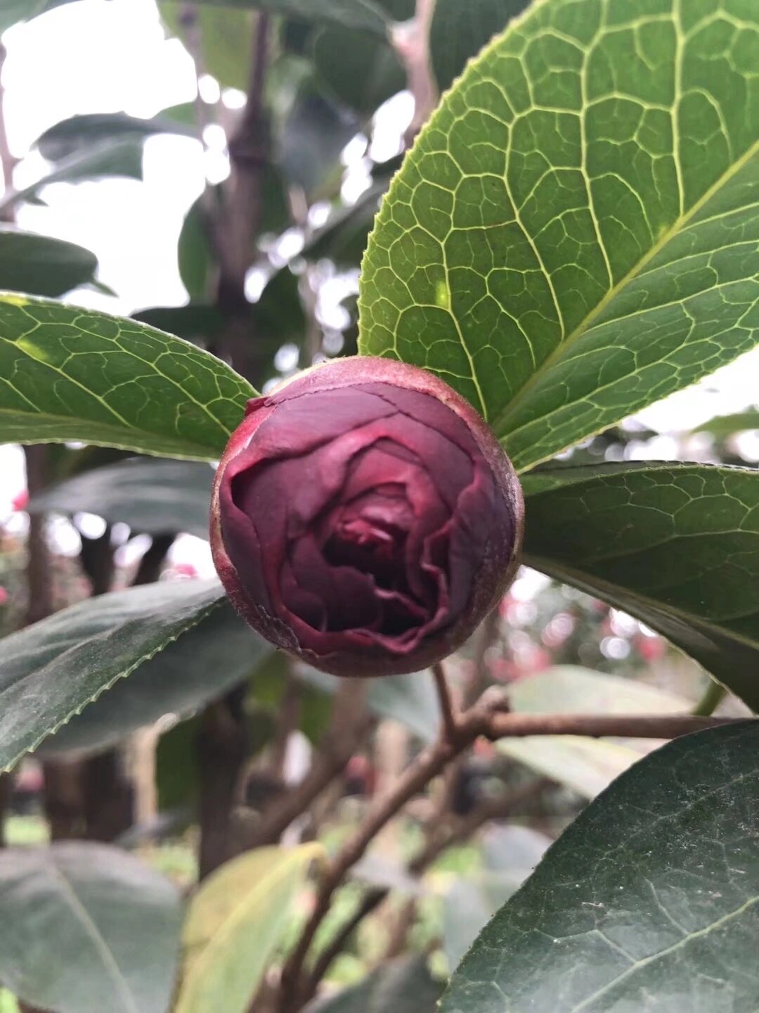 云南茶花朱砂紫袍 云南茶花代表第一品--朱砂紫袍,同标准的天花板