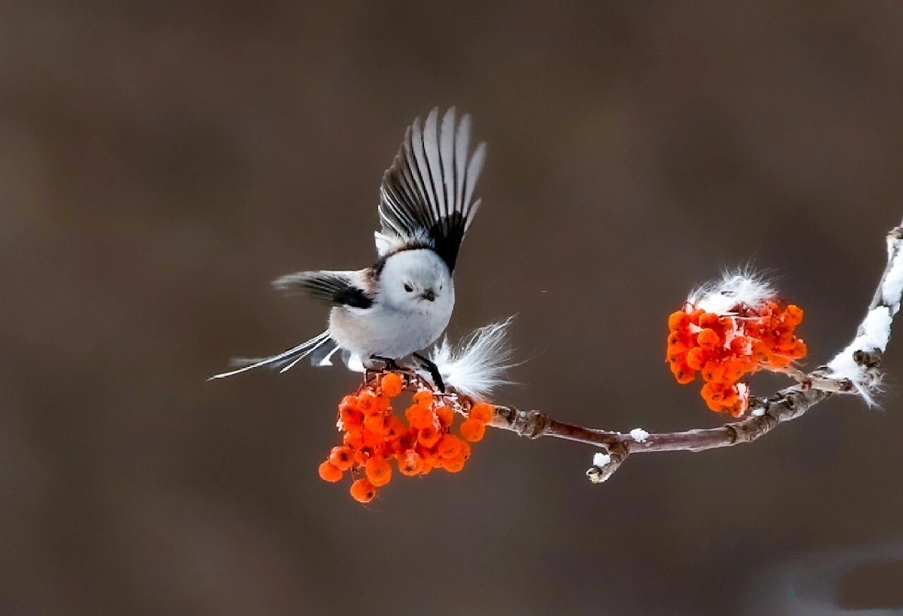 每天认识一种动物(30)北长尾山雀