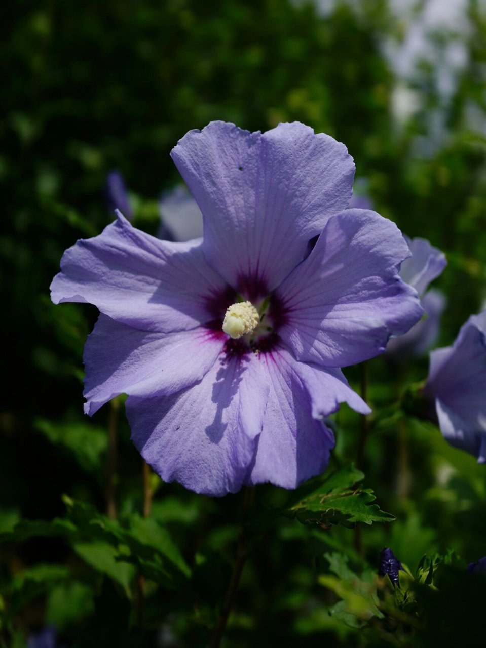 粉紫长苞木槿 木槿花 	 明/张以宁 	 朝昏看开落, 	 一笑小窗中.