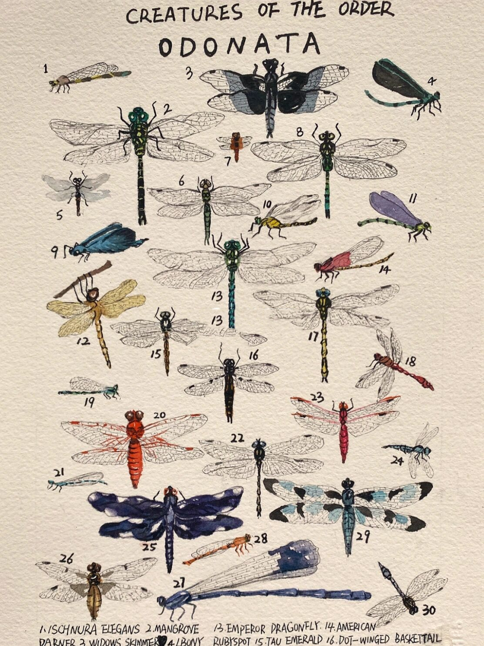 昆虫记图鉴3: 蜻蜓目(odonata) 蜻蜓目(odonata),昆虫纲,可分为蜻蜓类