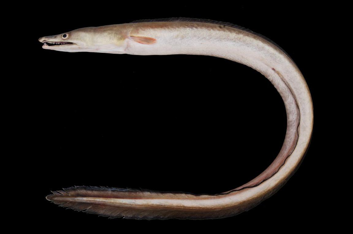 海鳝和海鳗的具体区别是什么呢