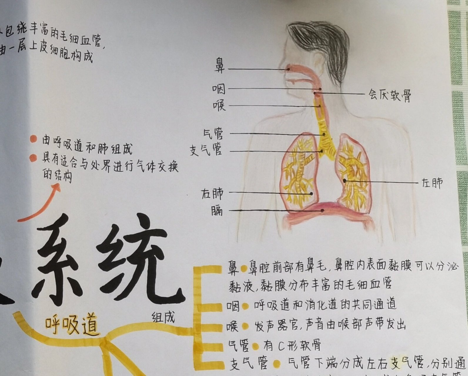 生物思维导图:呼吸系统 暑假作业:生物思维导图(呼吸系统) (画画不好