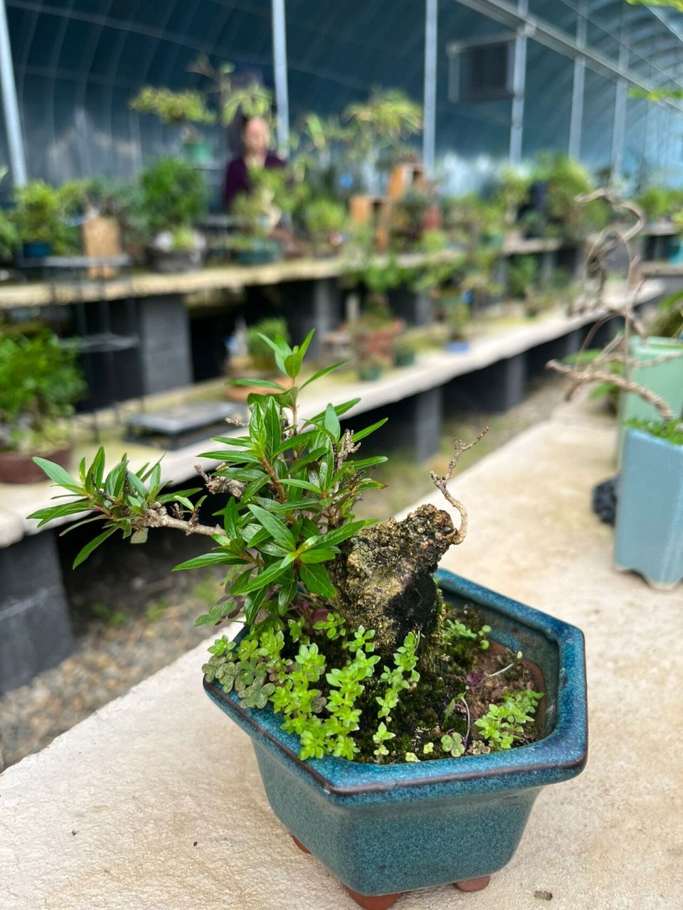 水杨梅盆栽 好久没有照顾我的水杨梅小盆景了 这个老桩我最喜欢了