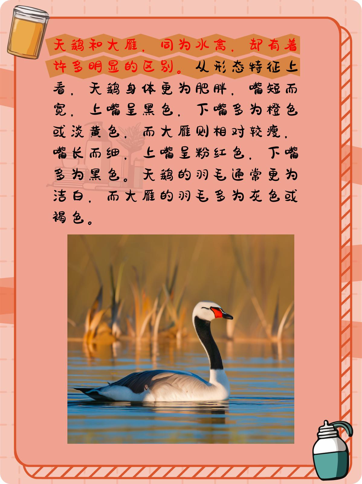 天鹅和大雁的区别