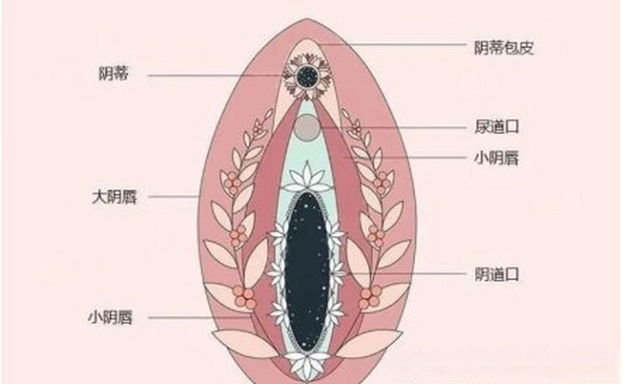 尿道口粘连图片