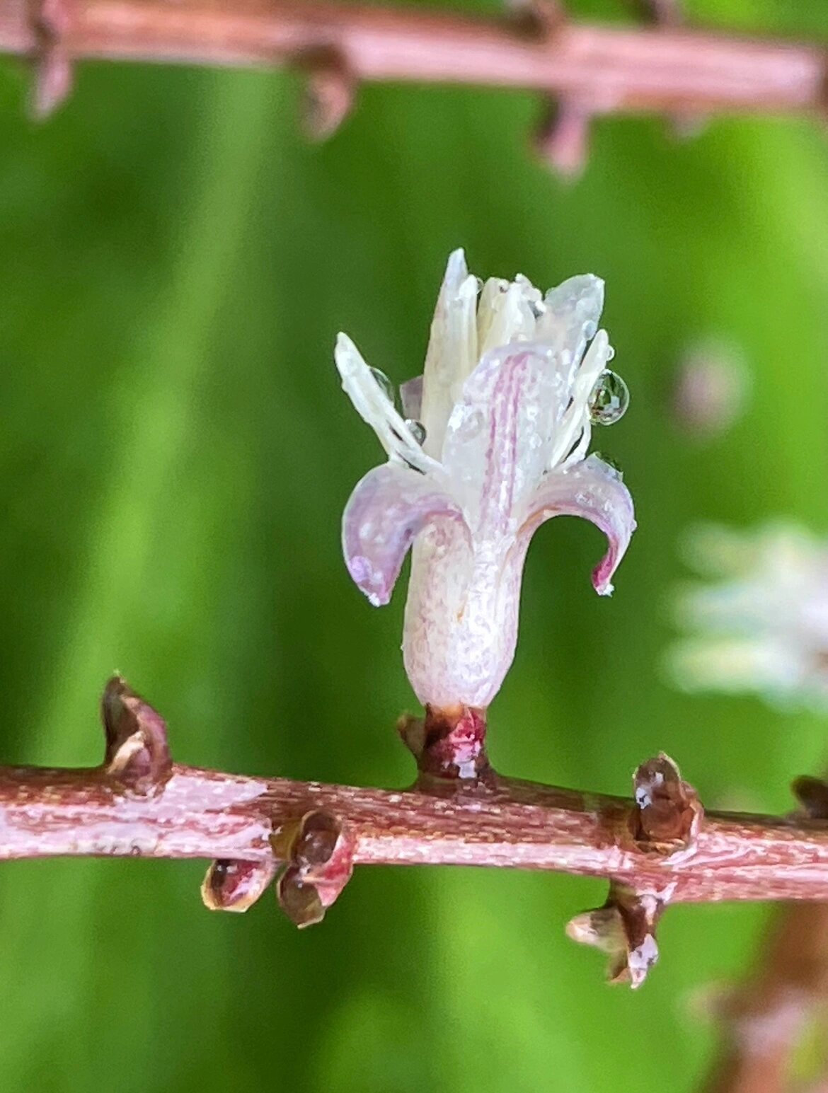 绿叶朱蕉开花图片