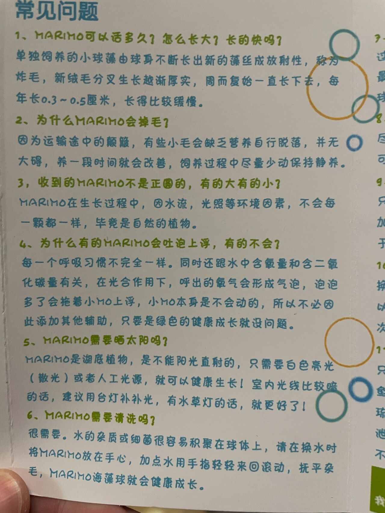 海藻球marimo饲养攻略及常见问题 买了三颗一岁海藻球,准备养到天荒地