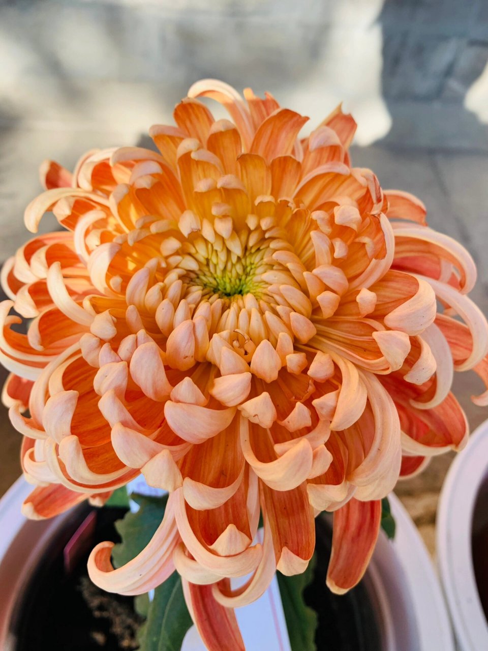 故宫菊花展!各种种类的菊花,每一株都有一个大方儒雅的名字!