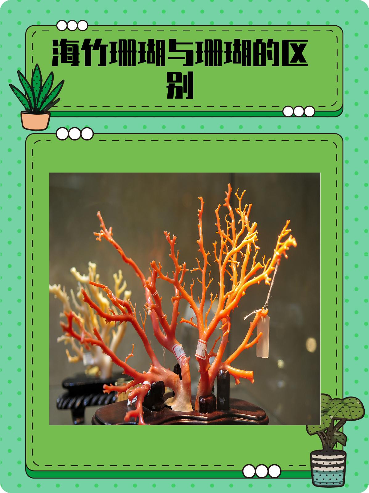 海竹珊瑚与珊瑚的区别