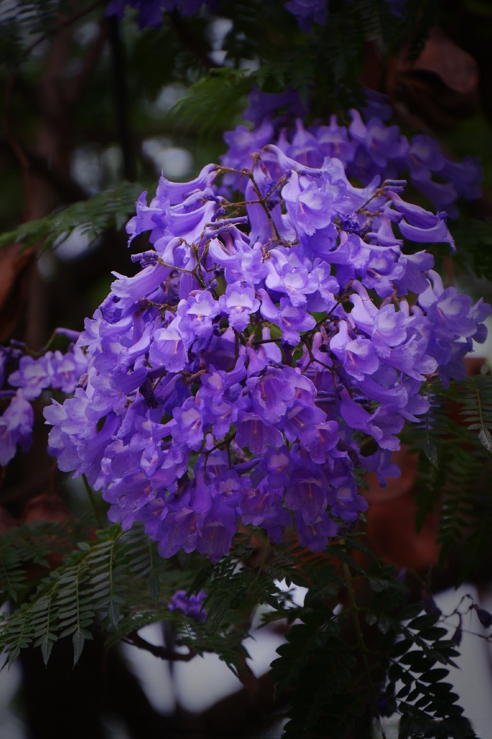 位于成都武侯区的武晋路,整个蓝花楹花道长约1700米每年都要惊艳无