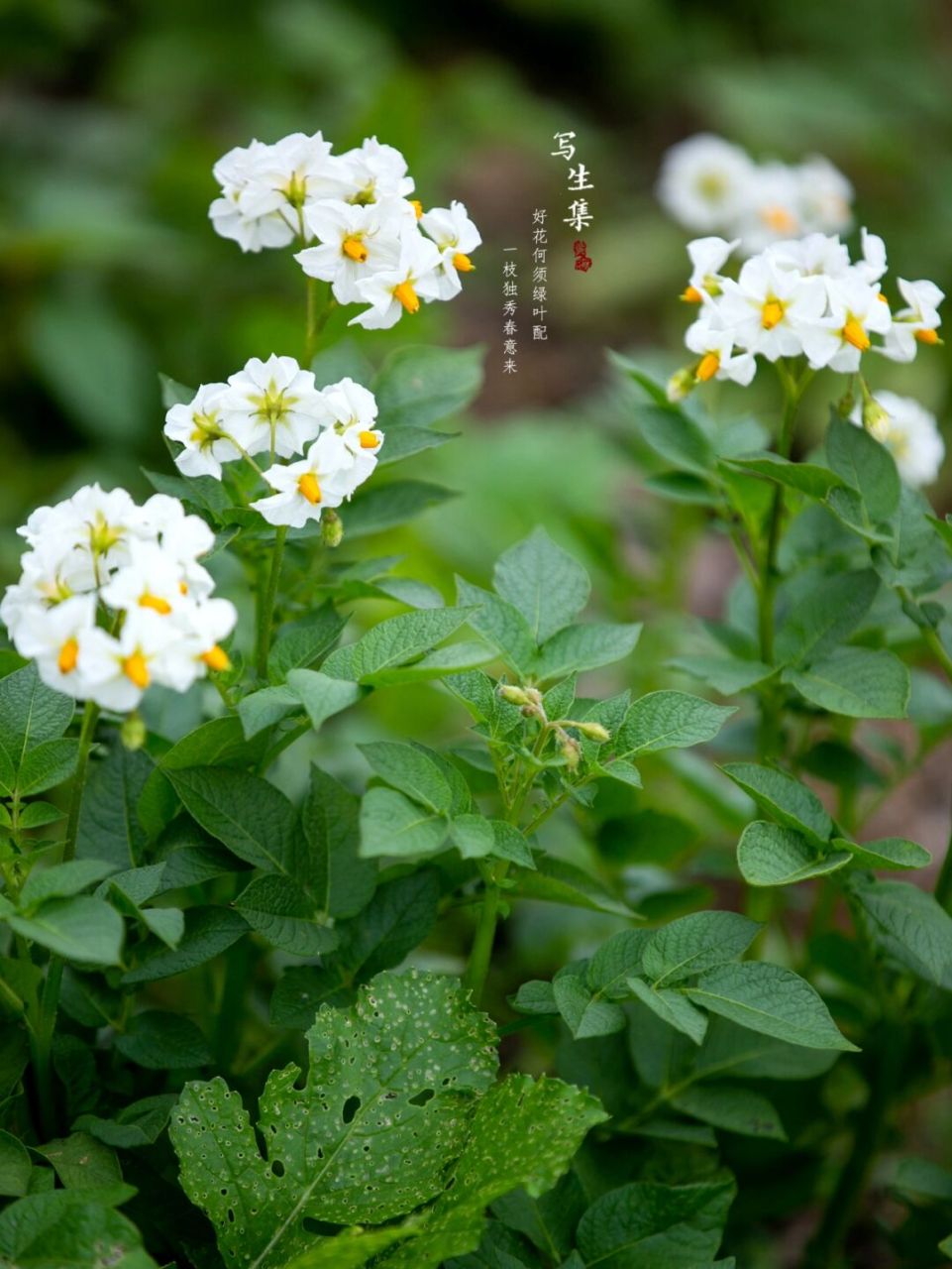 阳芋(学名:solanum tuberosum l.