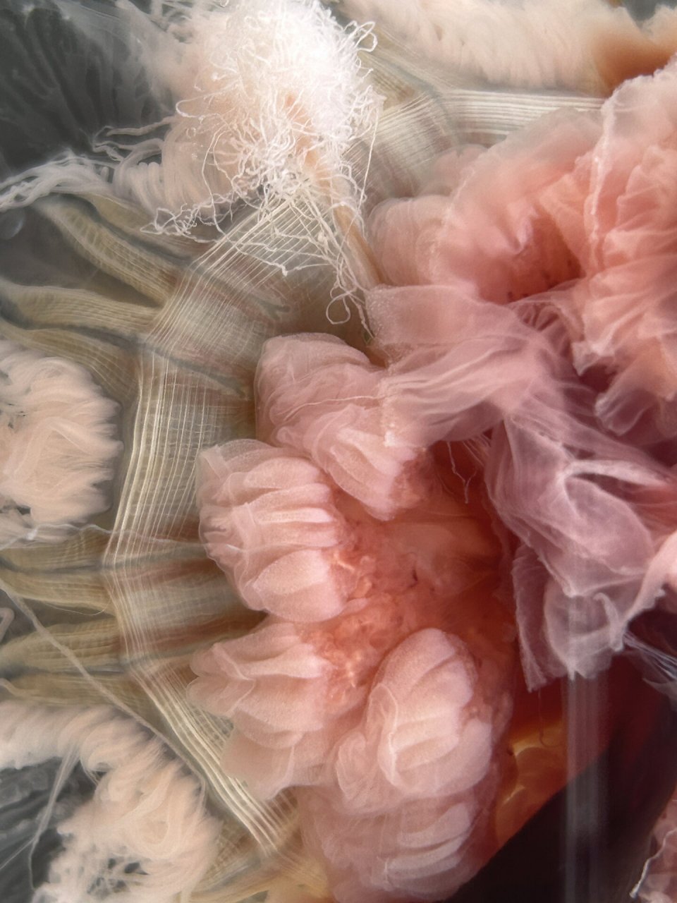 血色玫瑰🥀-狮鬃水母(发状霞水母) 这是我们繁殖的狮鬃水母 红色和