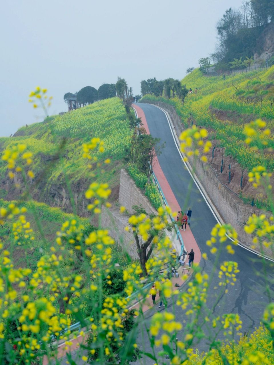 石盘村油菜花图片