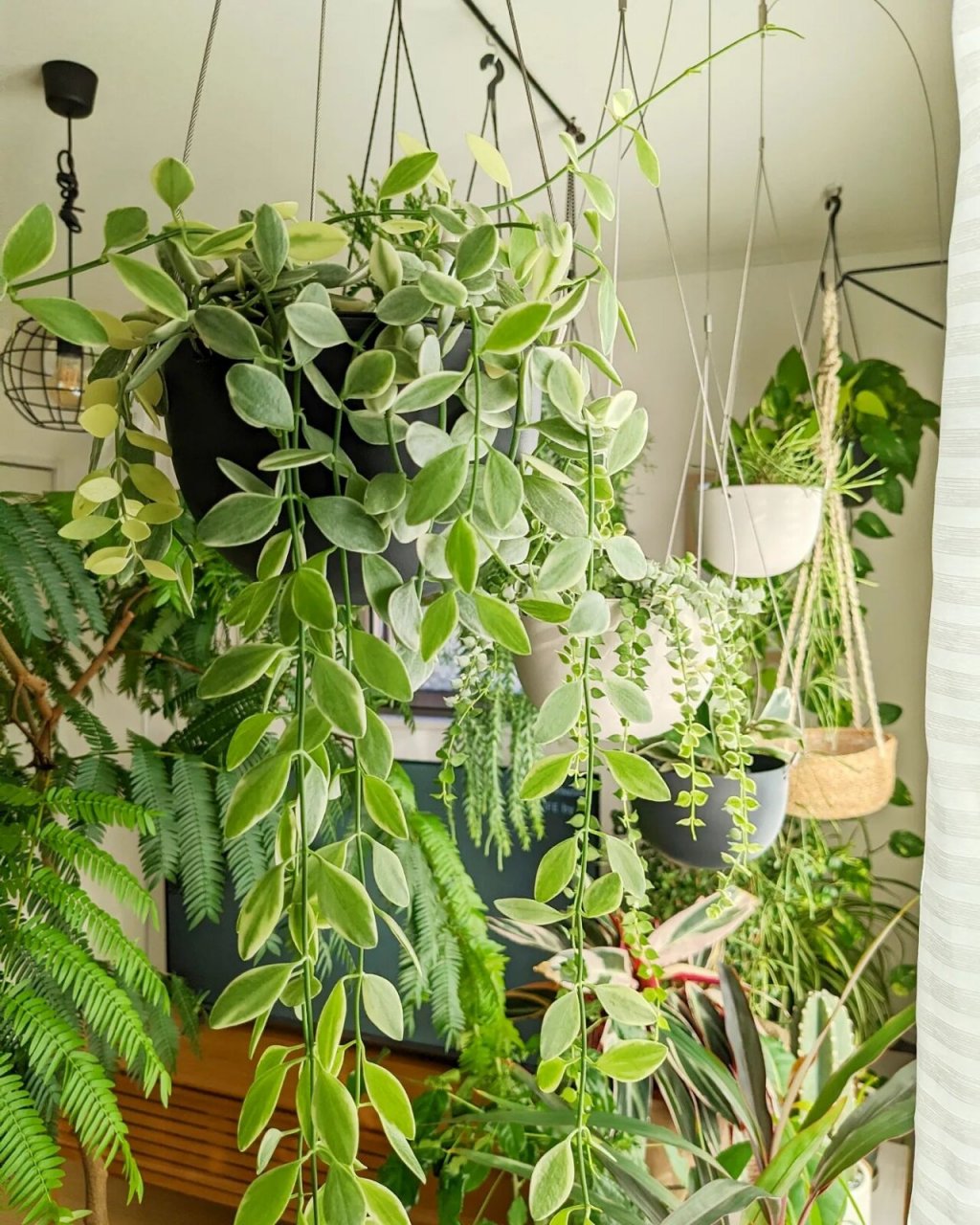 金边翡翠,很适合在家里养的藤本植物 室内小清新植物推荐02#我爱