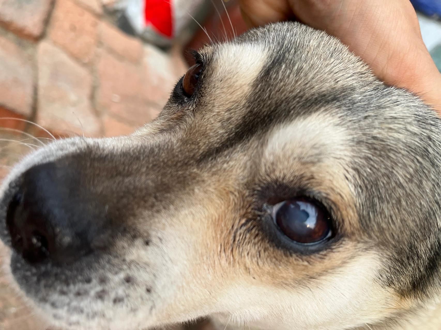 狗狗眼睛白色一层膜求原因 狗狗眼睛有一层白膜很久很久了,半年了吧