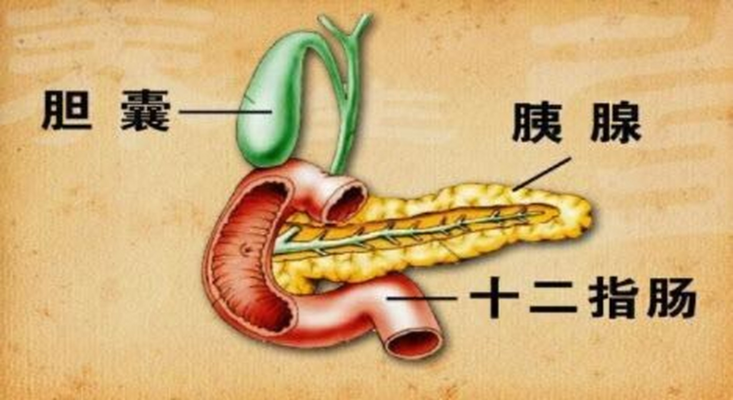 人体胰腺有什么作用图片