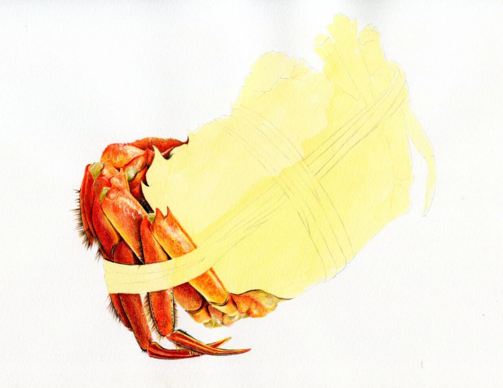 秋风起 蟹膏肥,彩铅画大螃蟹(含步骤图)