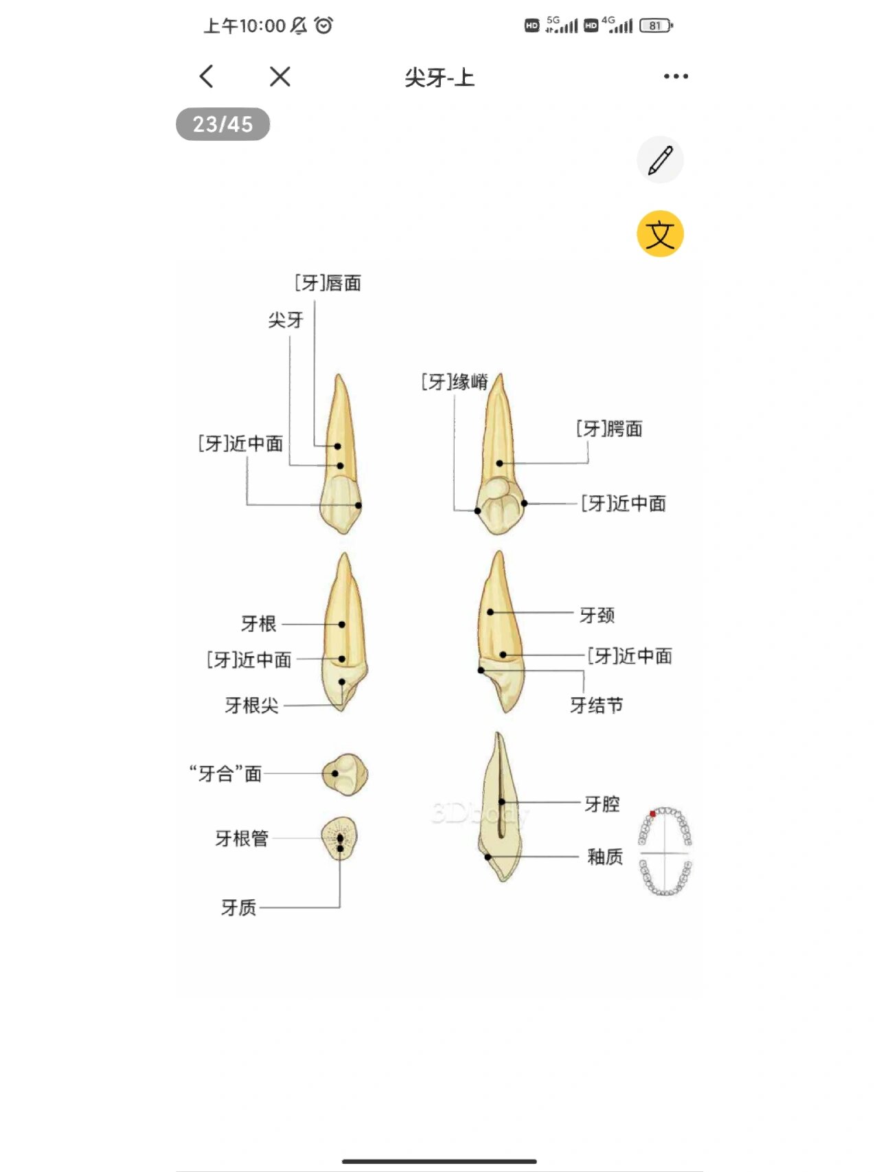 的牙体形态环节 这里面临床运用的一部分,应付考试的话就比较琐碎,嵴