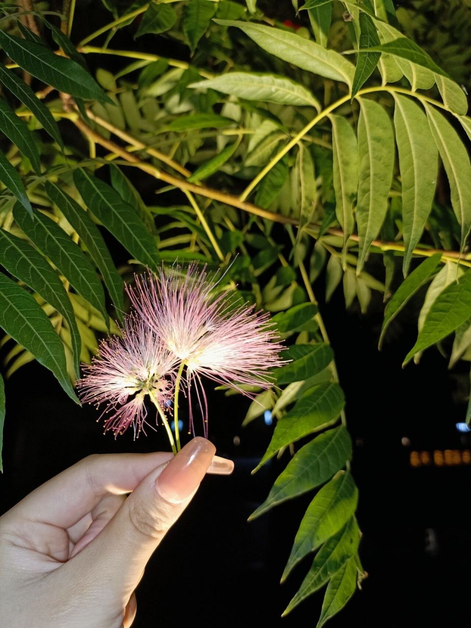 榕树花/合欢花 傻傻分不清楚