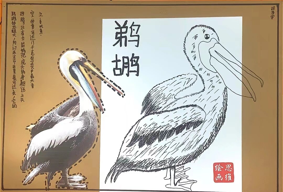 线描鹈鹕美术教案图片