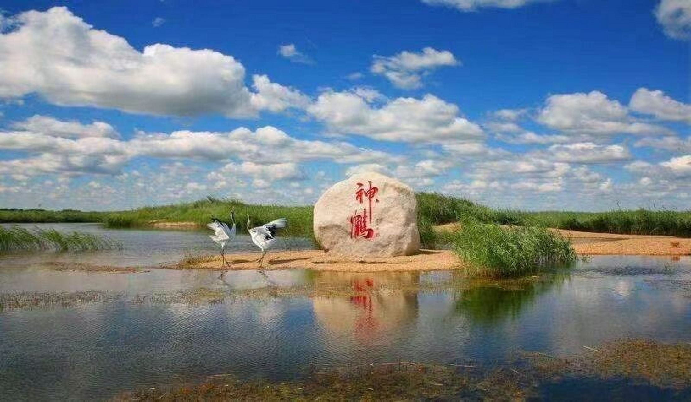 放飞 🌈赏亚洲第一大湿地 	 #哈尔滨# #周末去哪儿# #扎龙湿地