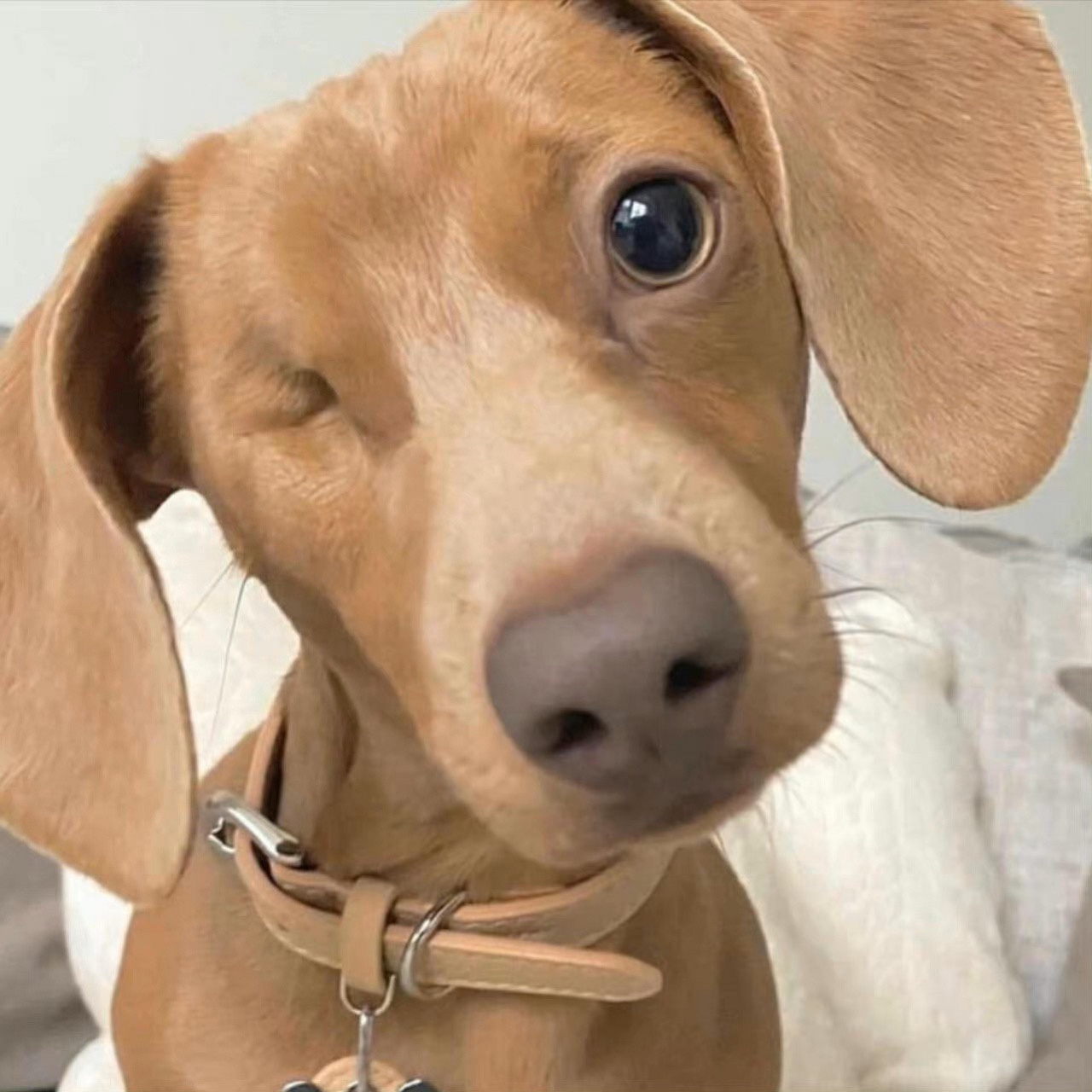 狗狗头像和小女孩头像在这噢