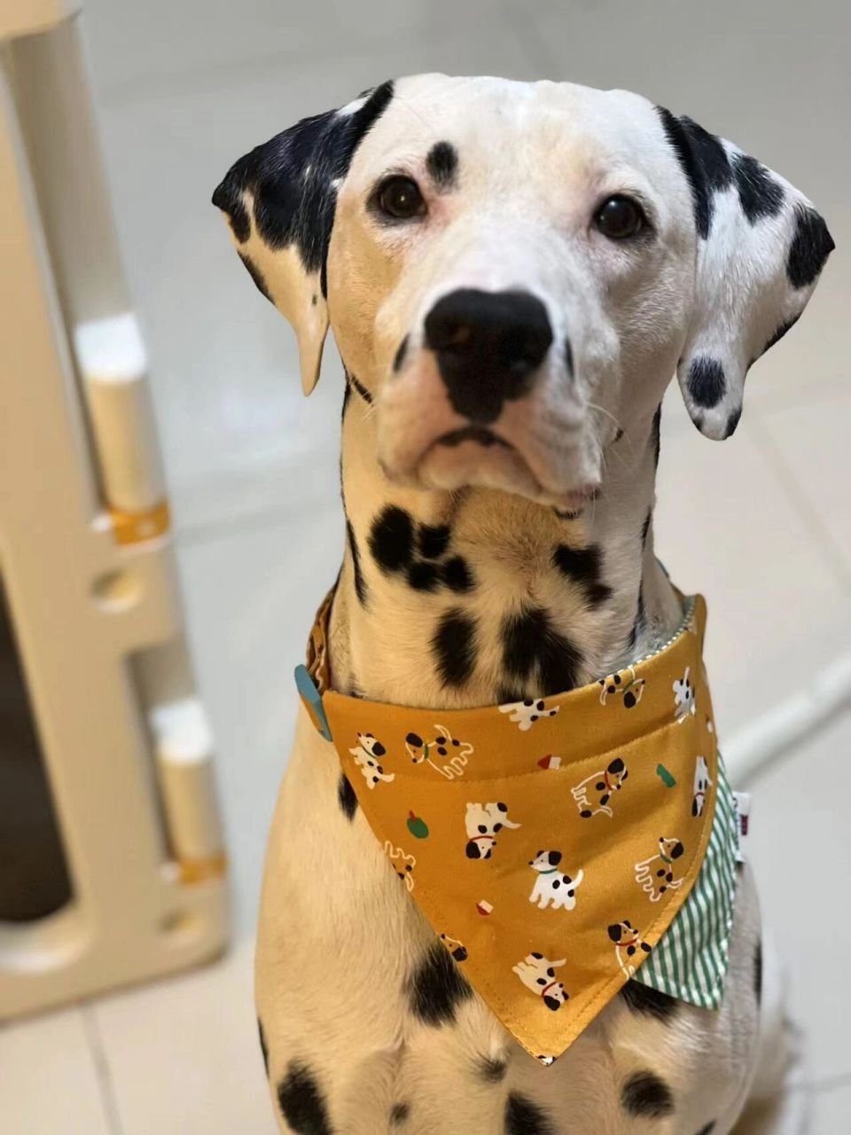 我家宠物好可爱# #大麦町犬# #斑点狗# #vlog我的宠物日常# #诚萌