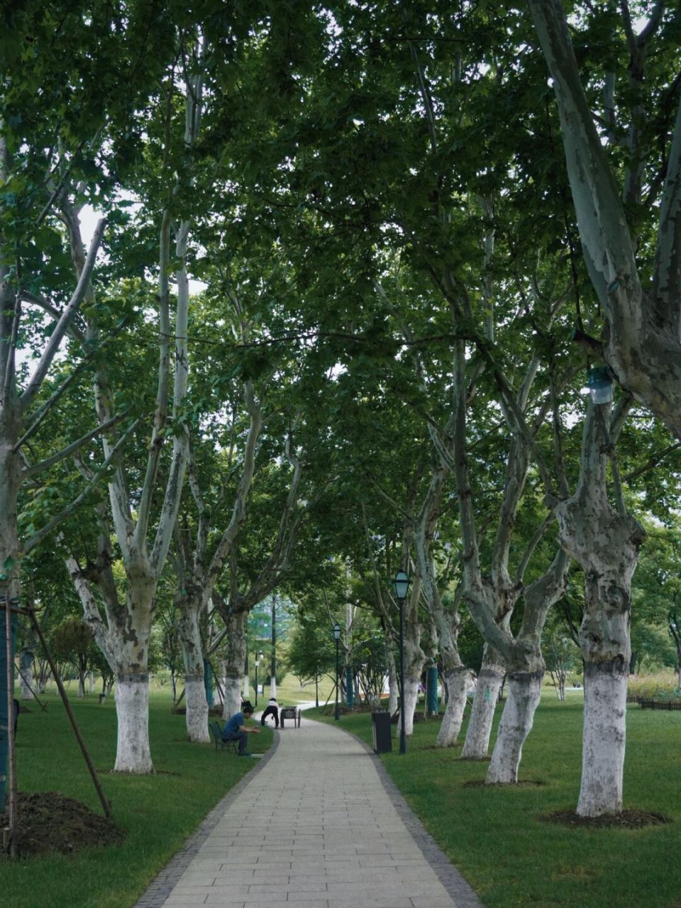 合肥版莫奈花园6015绝美浪漫绣球花海97 藏不住了!