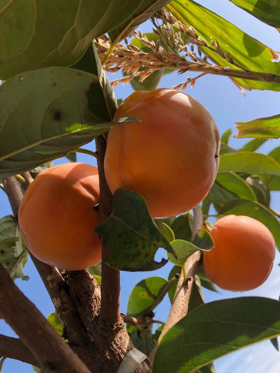来报恩的脆柿子树 蓝天下的柿子,太爱了,打包装箱发快递