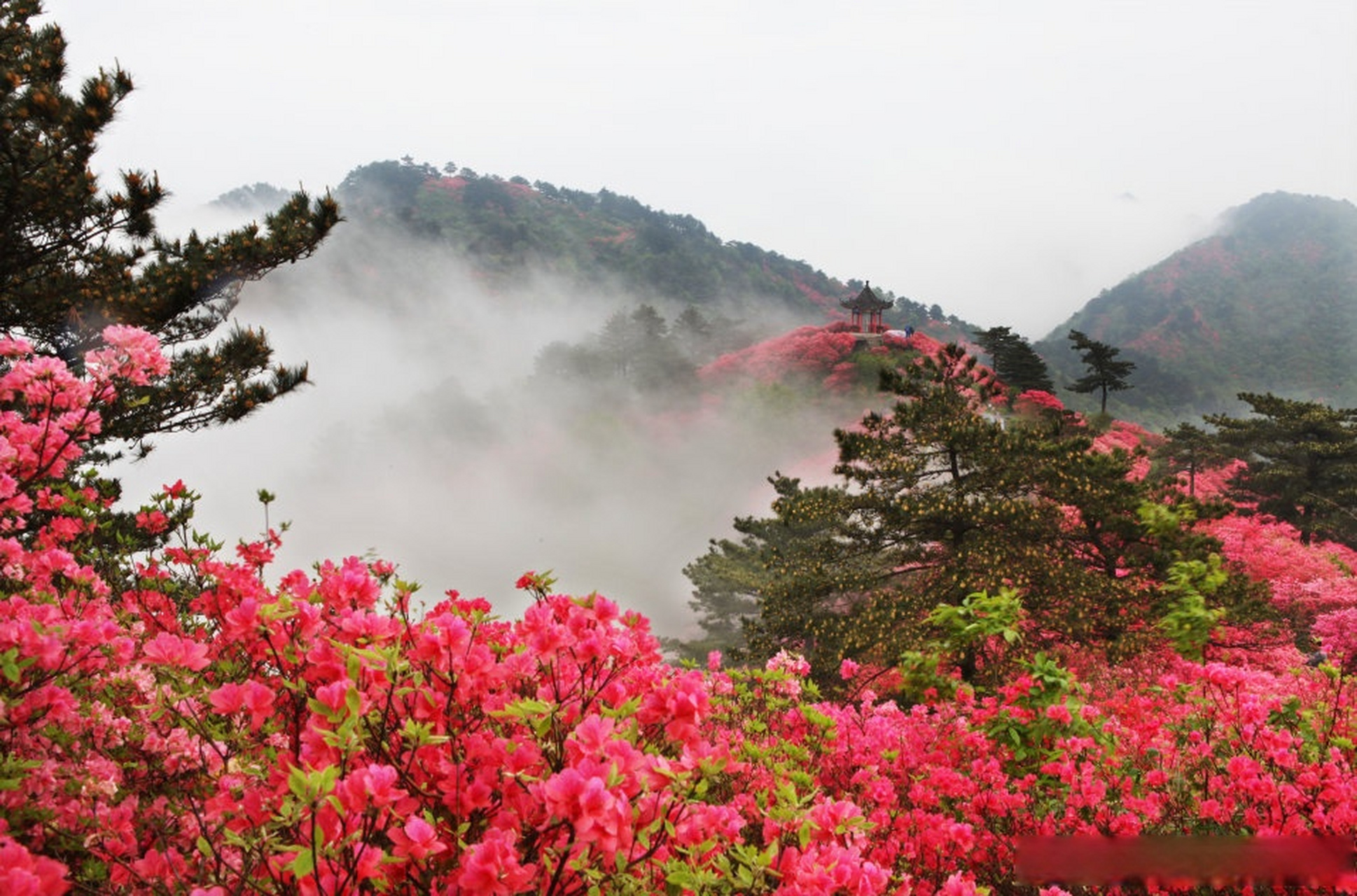 知音湖北遇见花开