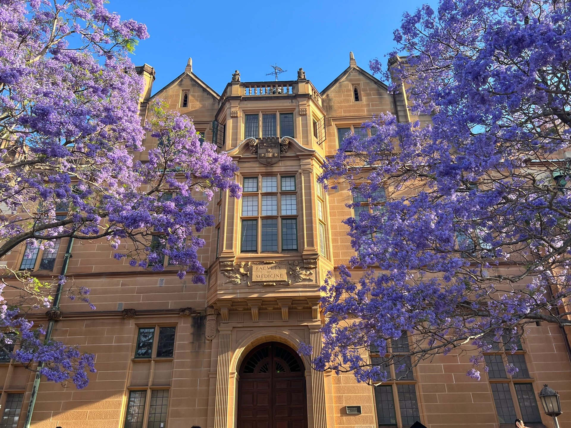 南半球的春天之蓝花楹  悉尼大学的蓝花楹真的好美呀!