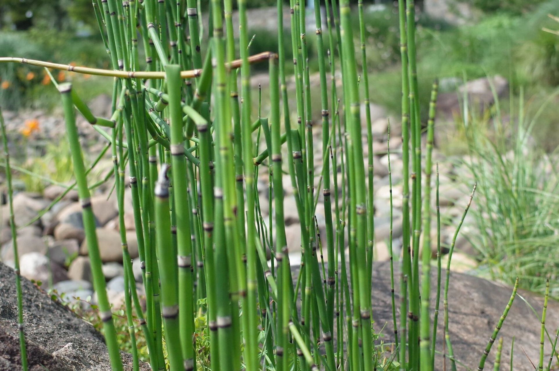 木贼,一节一节的不是烟灰哦!