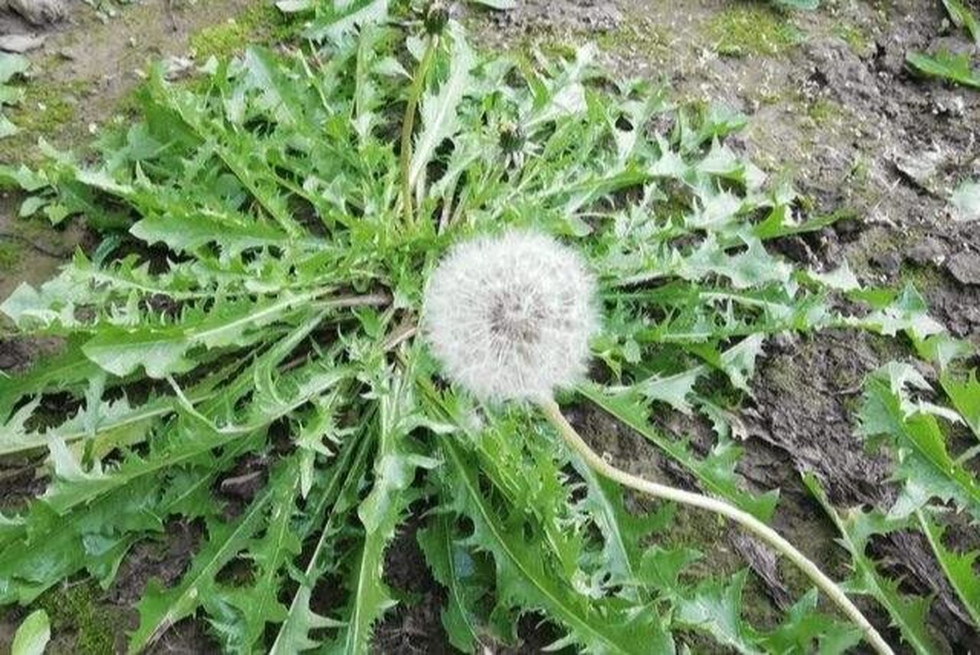 碱地蒲公英图片