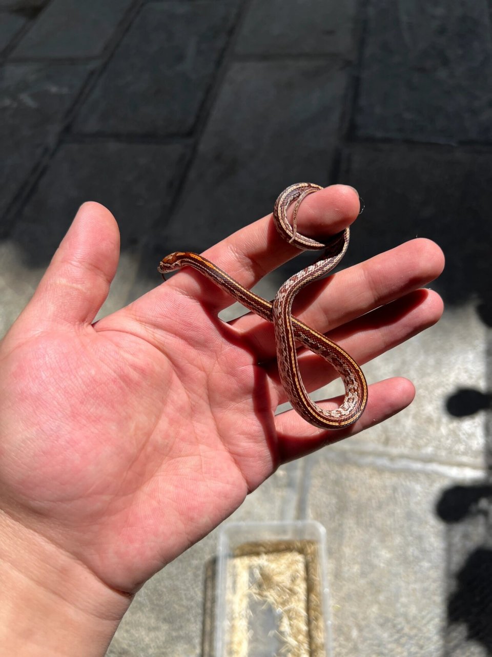 原色显直玉米蛇 原色显直玉米蛇,最便宜的显直玉米蛇