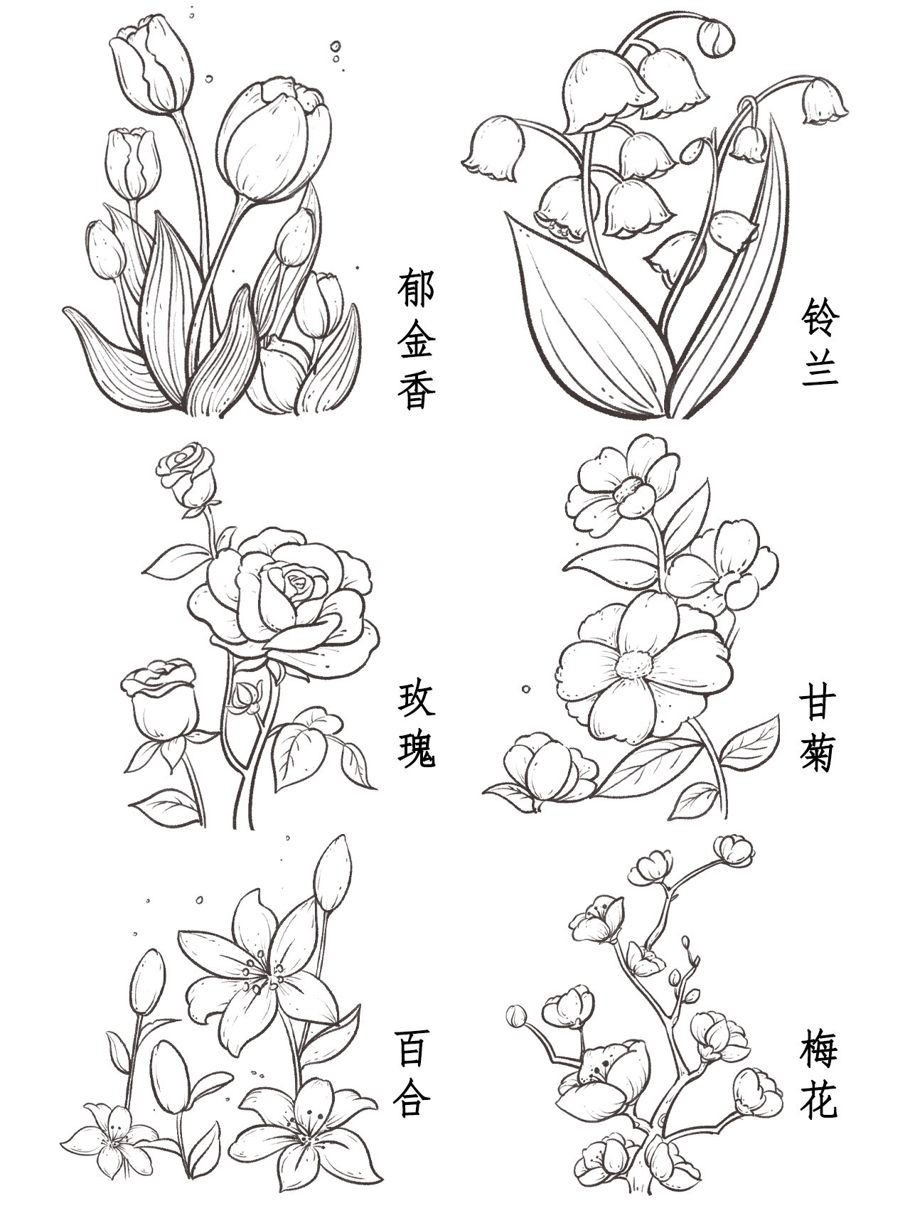 来临摹学习啦～ 尝试画一画简单的植物花卉线稿吧