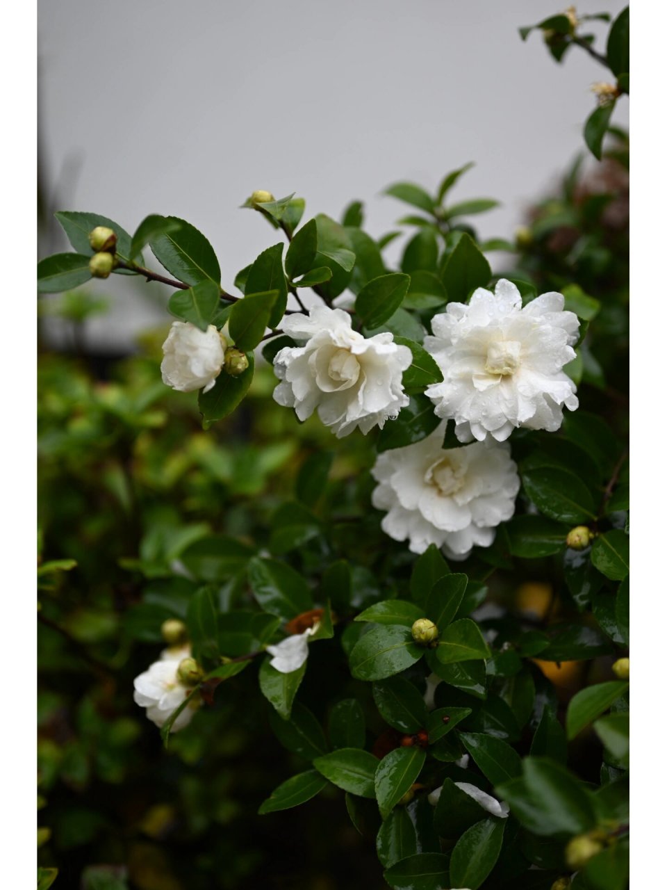最早开花的茶梅—富士之峰 雨中巡园,惊喜地发现日本茶梅富士之峰已经