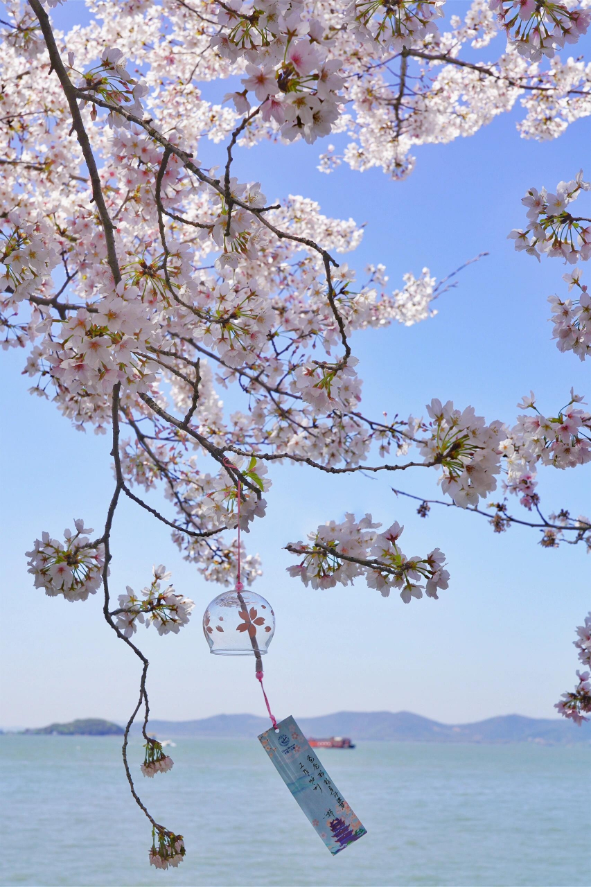 无锡鼋头渚保姆级赏樱攻略94少排两小时队6015 今年鼋头渚的