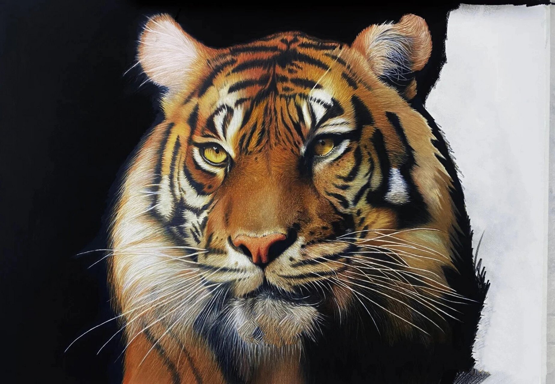 老虎狮子速写绘画方法讲解 后面几张图是我在小红书准备要临摹的作品