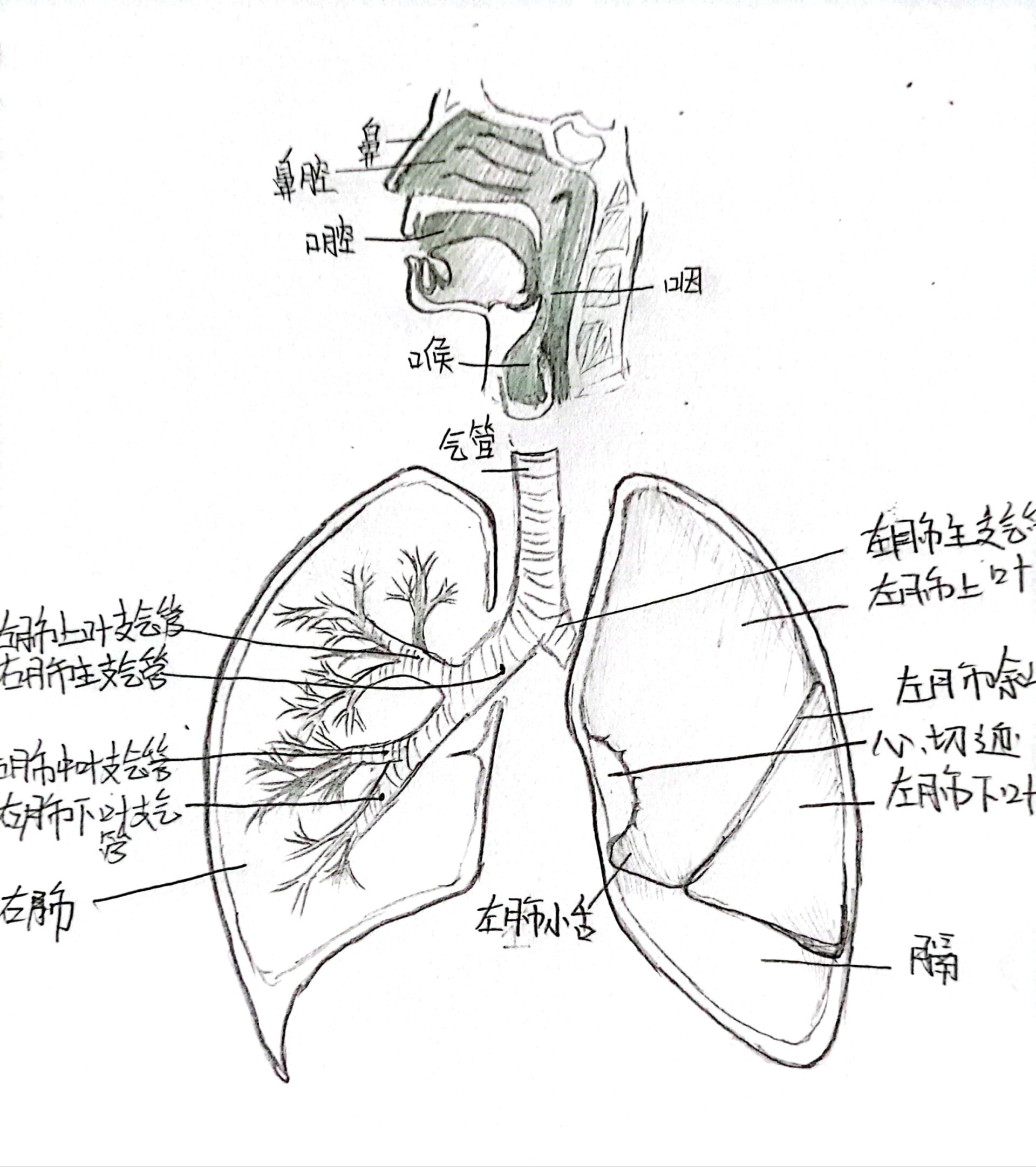 呼吸系统结构图