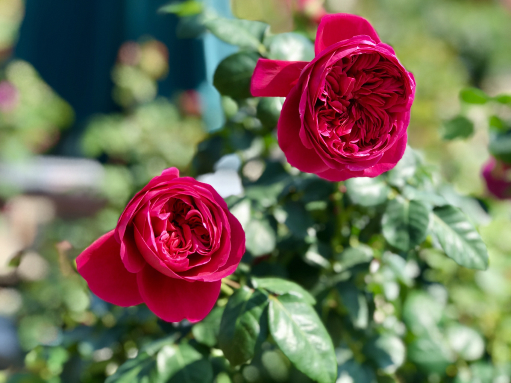 伊芙酒窖月季/分支性好/浓香/耐热 伊芙酒窖顾名思义说的是它的香是