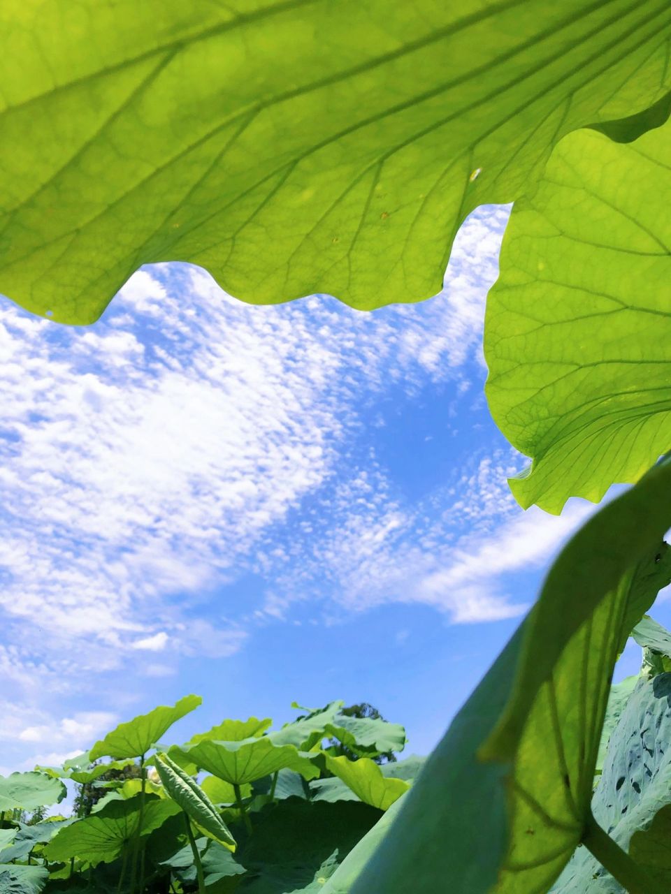 站在夏天的荷田里90  我站在夏天的对岸,看荷叶,摇曳生姿,自由自在