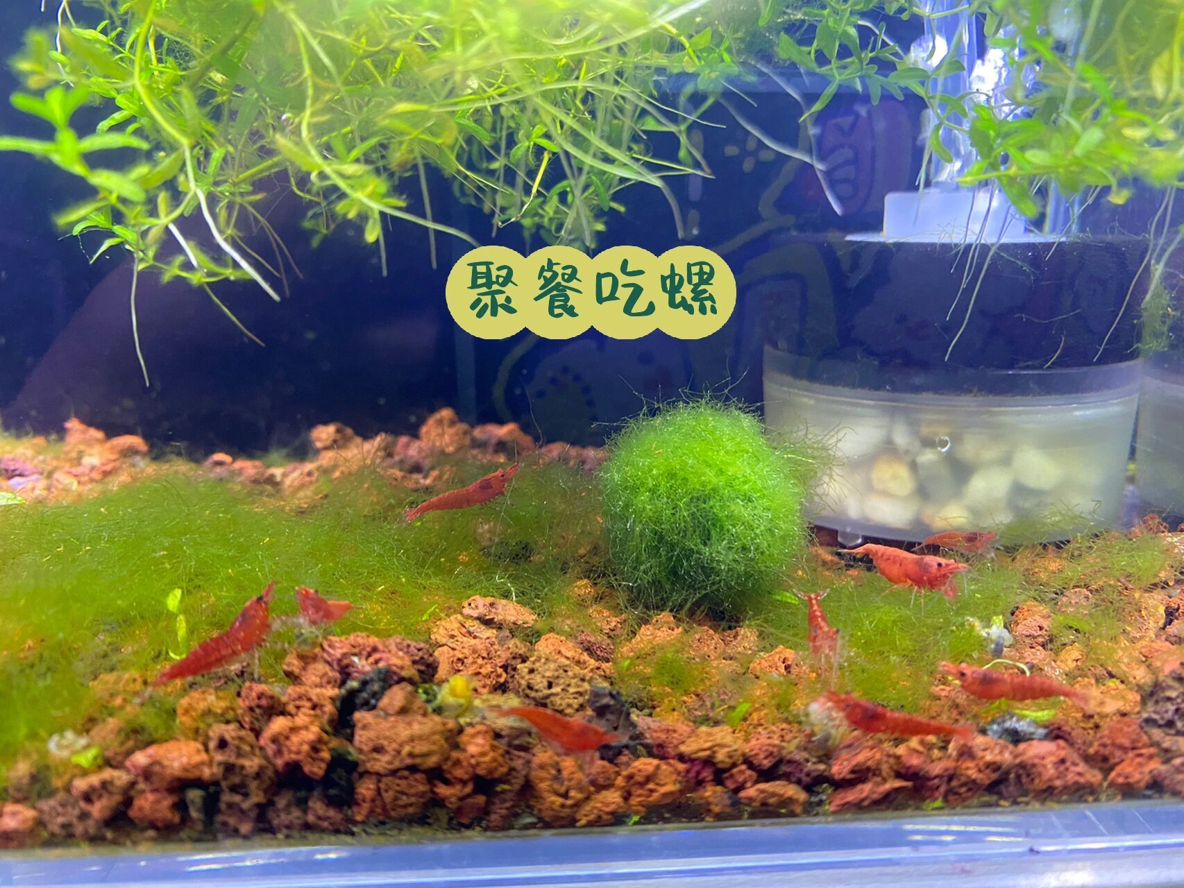 极火虾终于孵化出来啦 4.