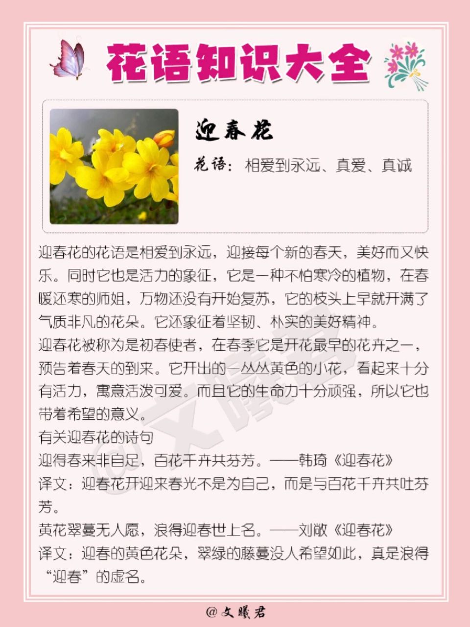 珍爱花束花语图片